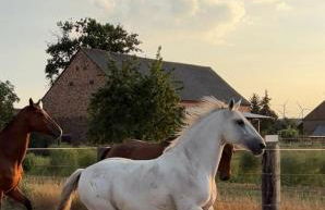 Ferienwohnungen zum Dubener Kuckuck - Foto 12