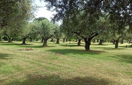 Nafpaktos cottage by the sea for travelers and dreamers! - Foto 10