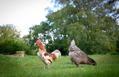 The Barn House - Swimming Pond,Jacuzzi,Chicks! - Foto 30