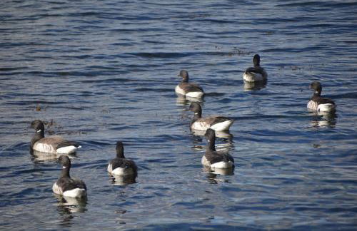Ropewalk Cottage - A Little Treasure By The Coast - Foto 37