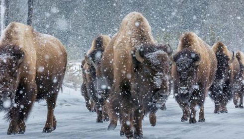 Cowboy's Lodge - Foto 4