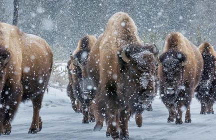 Cowboy's Lodge - Foto 4