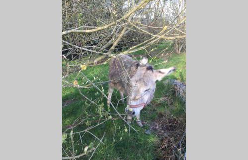 Bwthyn Bach Cozy country retreat - Foto 7