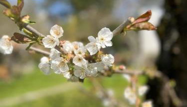Ferienwohnung in Kitzingen - Foto 5, Garden, Garden view