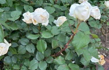 La Maison Patricia - Foto 34