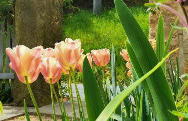 Urlaub im 200 Jahre alten Fachwerkhaus - Foto 13