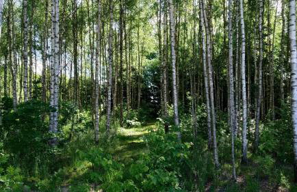 Brzozowy Zakątek - Foto 19