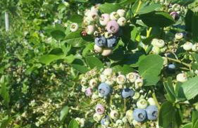 Dom na polanie - Photo 43