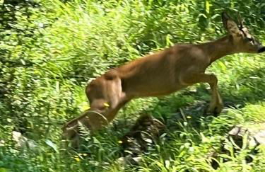 Molino di Cogno - Foto 40