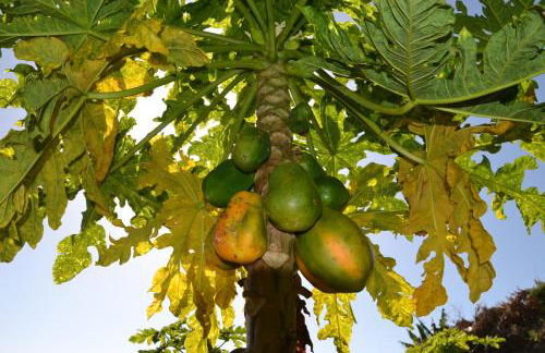 Casa d' Avó Zeza - Foto 79