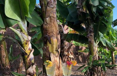 Afrikan Krisant Tenerife, Casa Rural Ecologica - Foto 49