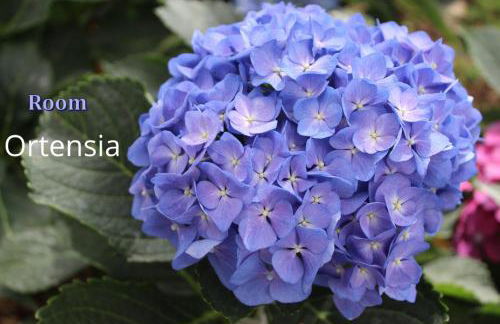 Agriturismo Terre Rosse Portofino - Foto 39