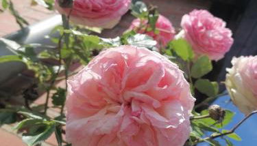 Lönshof Ebstorf in der Lüneburger Heide - Foto 4