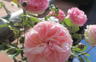 Lönshof Ebstorf in der Lüneburger Heide - Foto 4