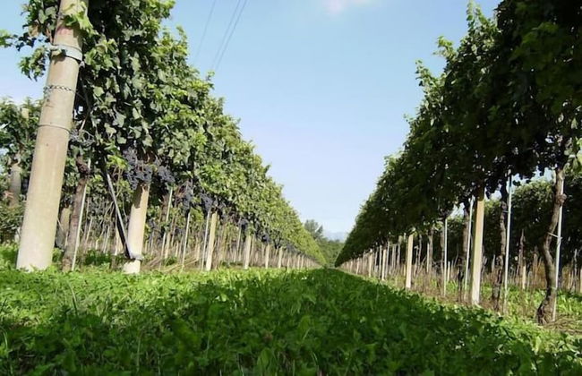 Agriturismo Tonutti - Foto 17