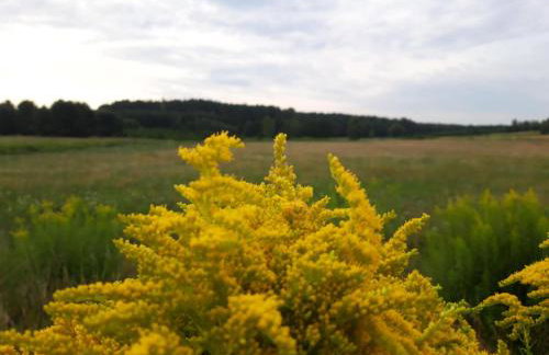 Dom na Kresach Grzybowszczyzna - Photo 35