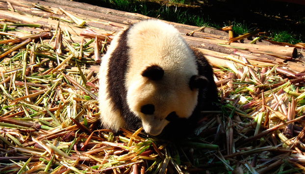 Half Day Chengdu Amazing Panda Trip - private - Photo 5