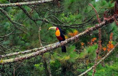 Casa Fazenda Inglesa Petrópolis RJ - Foto 1