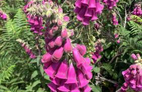 Casa de Campo Benfeito - Foto 92