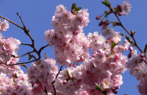 Villa Finca Tijarafe mit beheiztem, abdeckbarem Pool - Foto 43