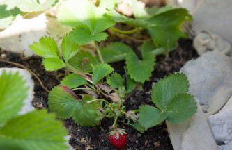 Ana Marija - Foto 33