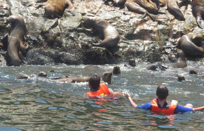 Balade en bateau aux îles Palomino - Photo 5