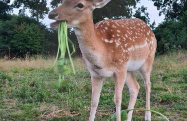 Agroturystyka Nad Stawem - Foto 18
