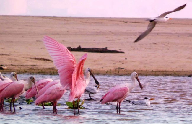 Escursione alla Laguna di Manialtepec - Foto 5