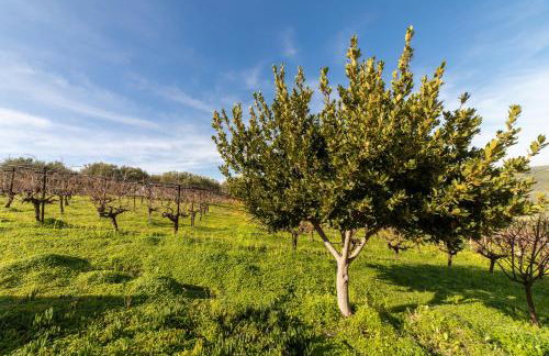 Villa Vitsilias under the cretan sky - Photo 44