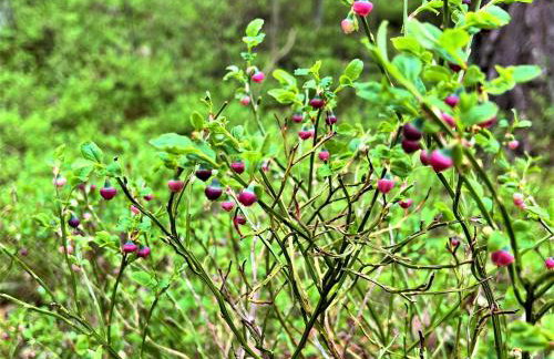 Apartament VIP Sztutolo z basenem - Foto 55