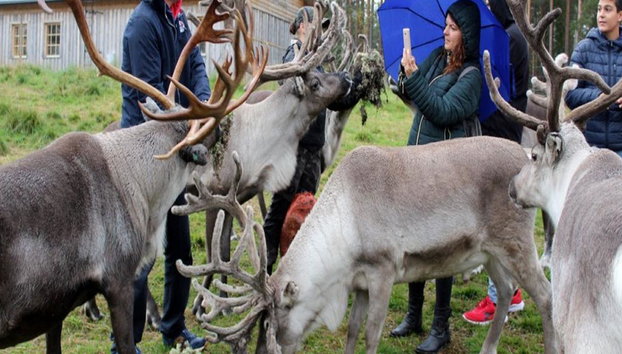 Summer: Reindeer Farm - Photo 3