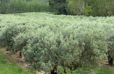 Mas, Padel privé, tennis privé, piscine 22m , Alpilles Provence - Foto 26