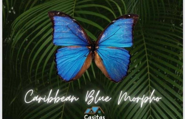 Caribbean Blue Morpho - Foto 22