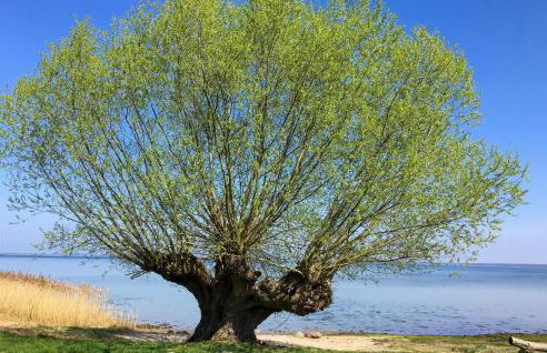 Cozy Home In Zierow With Sauna - Photo 32