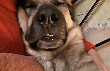 Schäferwagen auf'm Minibauernhof in Munster - Foto 13