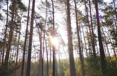 Gästesuite am Waldrand, Ausstieg auf Zeit - Foto 22