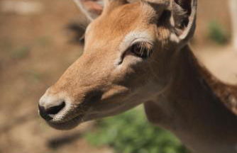 Casa di Voz Suites complex & free gym services by "elite" - Foto 29