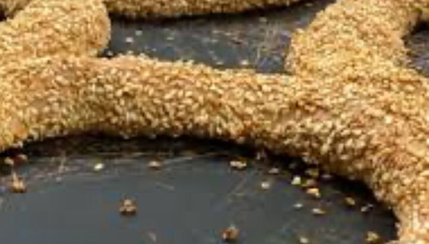 Tour gastronómico de Mykonos - Sabores y gustos locales - Foto 4