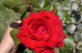 História de Verão House - Foto 8