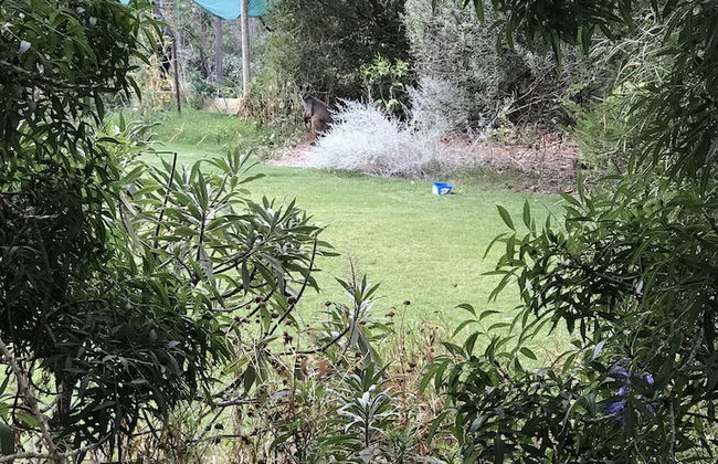 Padthaway Caravan Park - Foto 59