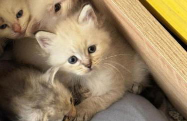 Bienvenue à la ferme - Foto 37