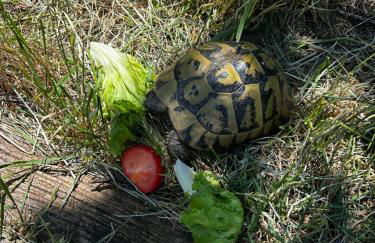 Les Demeures du Clos - Foto 45