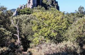 La Terrasse d'Oléa, au coeur du village - Foto 48