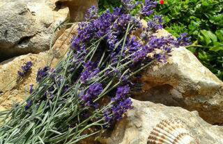 Adriatic Coves-Sea View Balcony Apartment - Foto 7