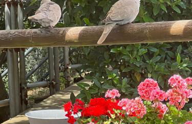 Agriturismo e Glamping Serraiola Alta - Foto 26