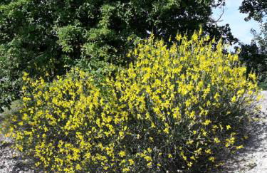 Agriturismo IL BIANCOSPINO Bed & Wine - Foto 30