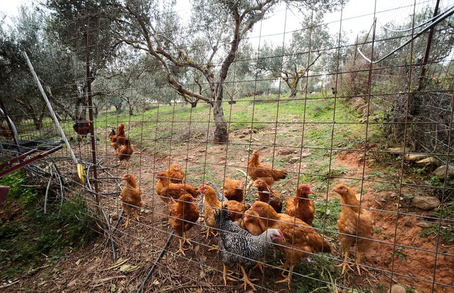 Traditional Cretan Family Home - Foto 31