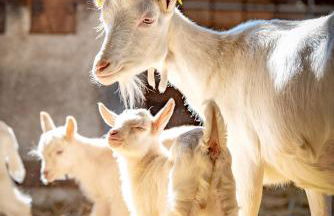 Ferienwohnung Kapellenhof - Foto 17