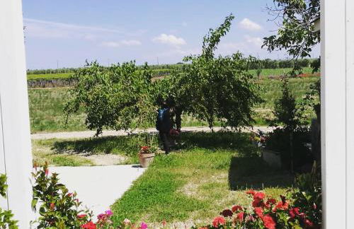 Agriturismo Masseria Mascitelli - Foto 19