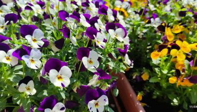 Casa Mami LUXURY big Holiday Hause - Foto 3